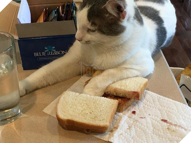 Khi các loài vật bỗng nhiên tham gia phá hoại khiến cho con người vựa bực mình nhưng cũng không nhịn được cười 6