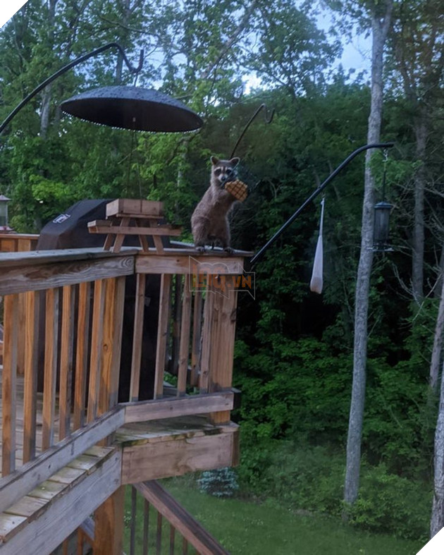 Khi các loài vật bỗng nhiên tham gia phá hoại khiến cho con người vựa bực mình nhưng cũng không nhịn được cười 7