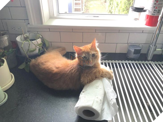 Khi các loài vật bỗng nhiên tham gia phá hoại khiến cho con người vựa bực mình nhưng cũng không nhịn được cười 8