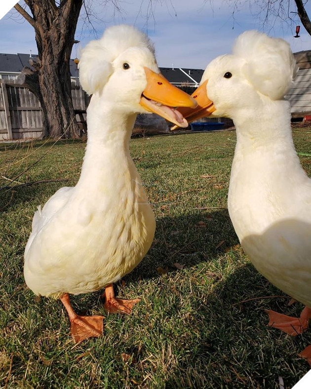 Thú vị với vịt có mào độc lạ với bộ tóc đẹp như thẩm phán thế kỷ 18 11