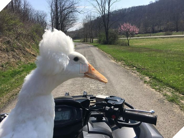 Thú vị với vịt có mào độc lạ với bộ tóc đẹp như thẩm phán thế kỷ 18 12