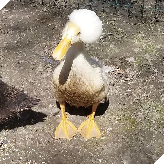 Thú vị với vịt có mào độc lạ với bộ tóc đẹp như thẩm phán thế kỷ 18 14