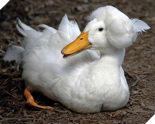 Thú vị với vịt có mào độc lạ với bộ tóc đẹp như thẩm phán thế kỷ 18 15