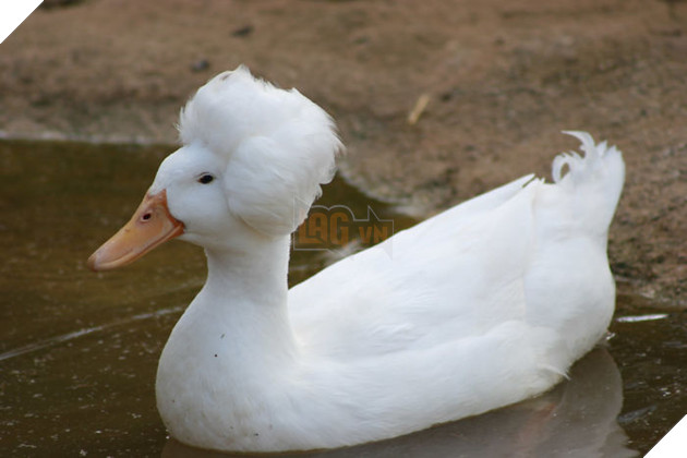 Thú vị với vịt có mào độc lạ với bộ tóc đẹp như thẩm phán thế kỷ 18 3