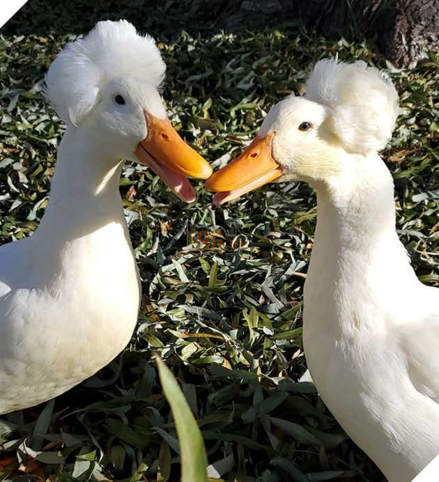 Thú vị với vịt có mào độc lạ với bộ tóc đẹp như thẩm phán thế kỷ 18 5