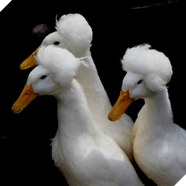 Thú vị với vịt có mào độc lạ với bộ tóc đẹp như thẩm phán thế kỷ 18 6