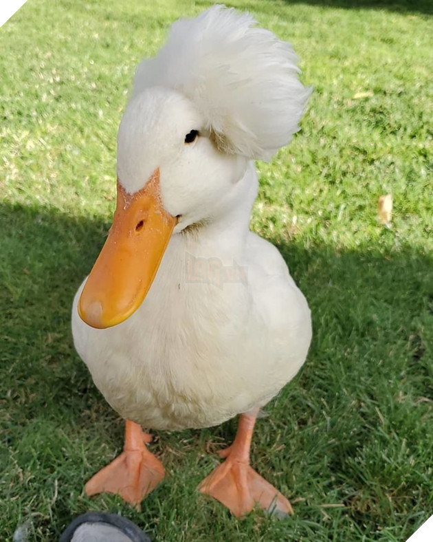 Thú vị với vịt có mào độc lạ với bộ tóc đẹp như thẩm phán thế kỷ 18 7