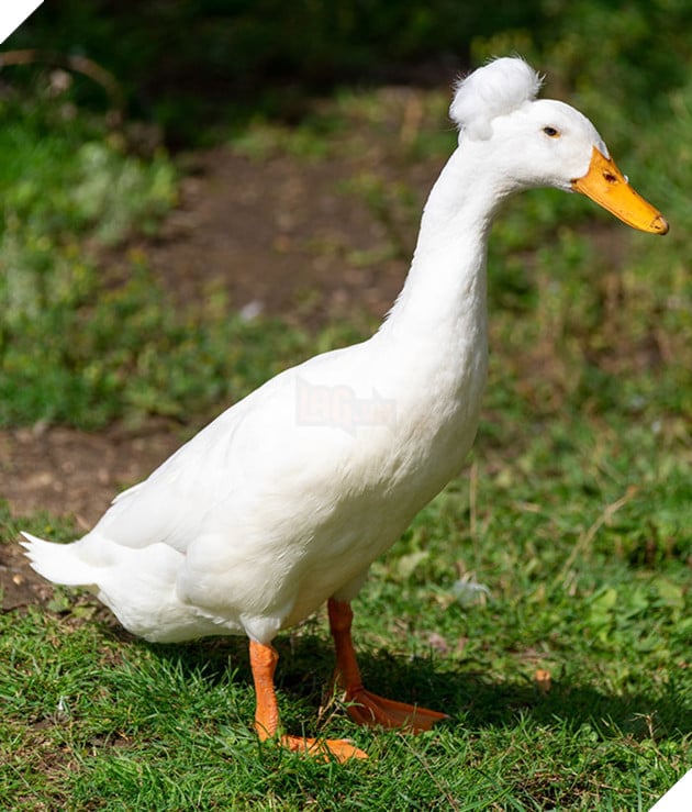 Thú vị với vịt có mào độc lạ với bộ tóc đẹp như thẩm phán thế kỷ 18 10