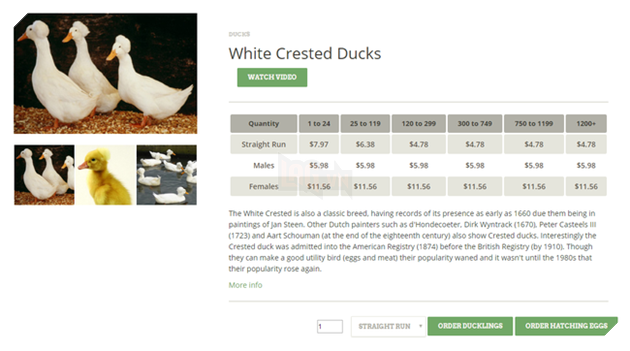 Giống vịt độc lạ sở hữu &quot;tóc tai&quot; như thẩm phán thế kỷ 18 - Ảnh 2.