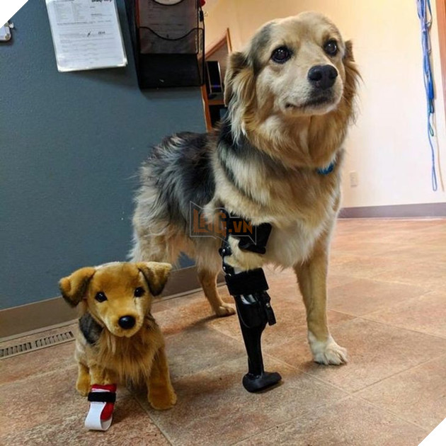 15+ bức ảnh chứng minh sự ủng hộ là điều quý giá nhất trong cuộc sống