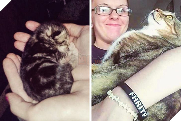 Hơn 20 thú cưng lớn lên thành những quả cầu khổng lồ của tình yêu