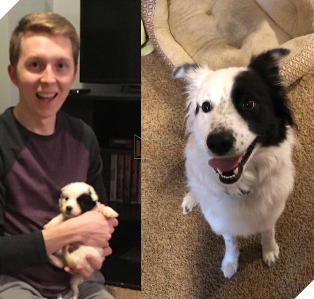 Hơn 20 thú cưng lớn lên thành những quả cầu khổng lồ của tình yêu