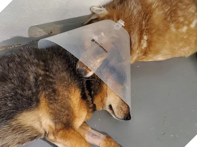 15+ bức ảnh chứng minh sự ủng hộ là điều quý giá nhất trong cuộc sống