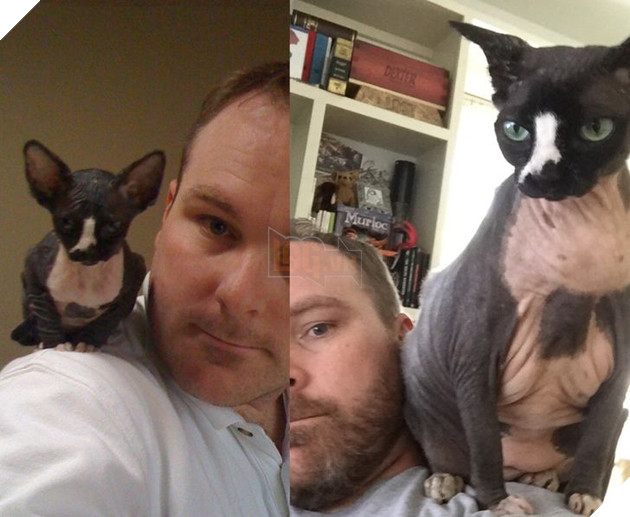 Hơn 20 thú cưng lớn lên thành những quả cầu khổng lồ của tình yêu