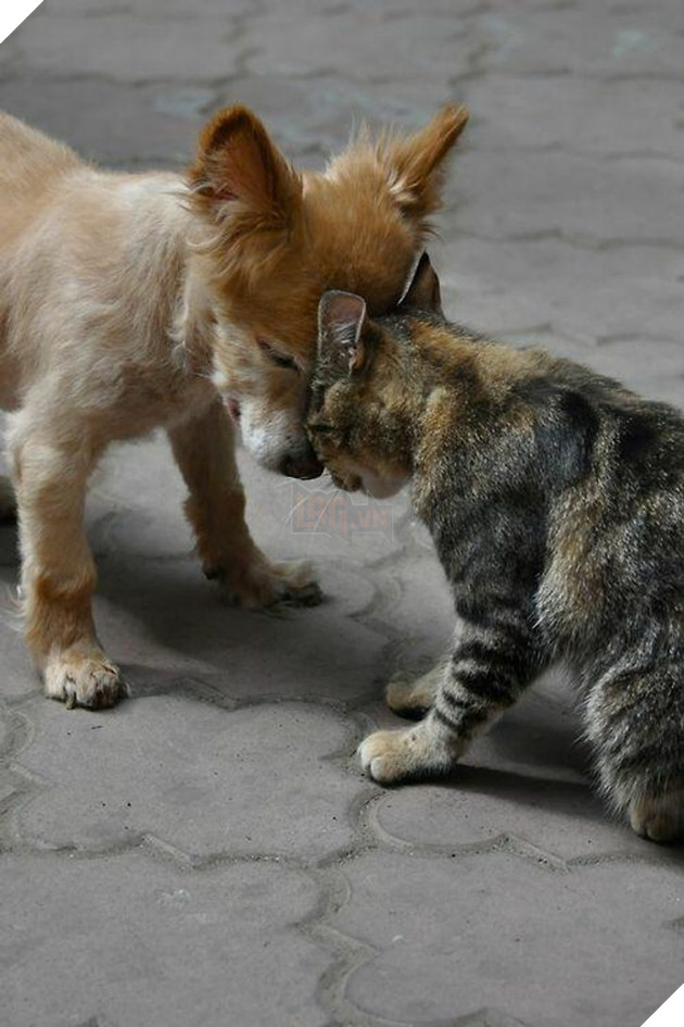 15+ bức ảnh chứng minh sự ủng hộ là điều quý giá nhất trong cuộc sống