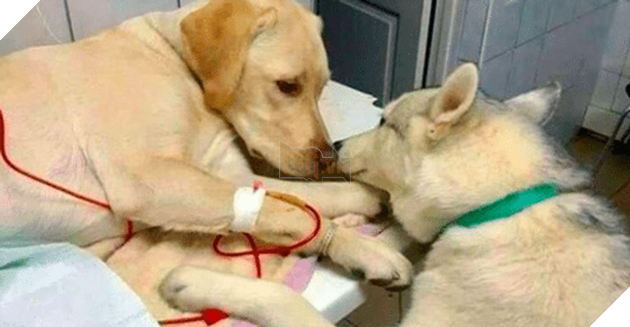 15+ bức ảnh chứng minh sự ủng hộ là điều quý giá nhất trong cuộc sống