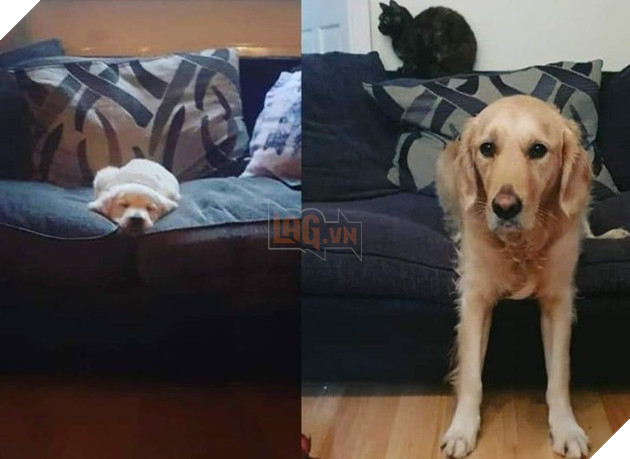 Hơn 20 thú cưng lớn lên thành những quả cầu khổng lồ của tình yêu