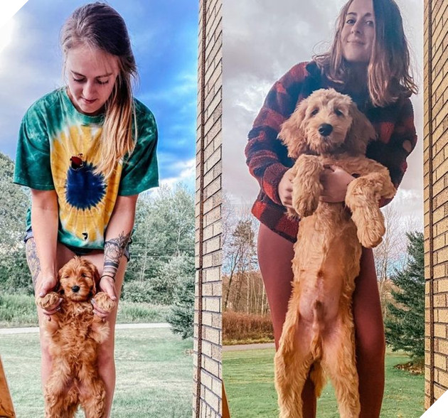 Hơn 20 thú cưng lớn lên thành những quả cầu khổng lồ của tình yêu