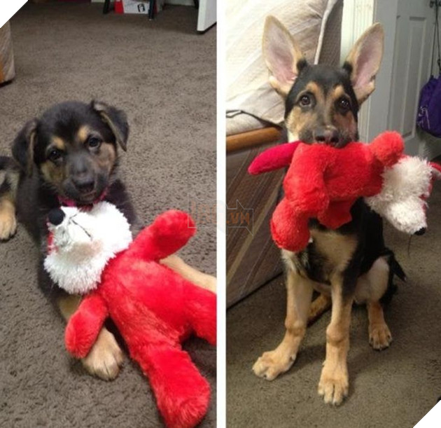 Hơn 20 thú cưng lớn lên thành những quả cầu khổng lồ của tình yêu