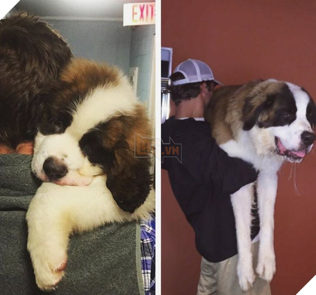 Hơn 20 thú cưng lớn lên thành những quả cầu khổng lồ của tình yêu