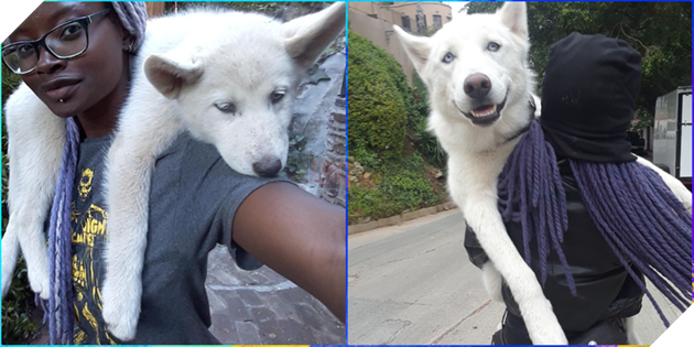 Hơn 20 thú cưng lớn lên thành những quả cầu khổng lồ của tình yêu