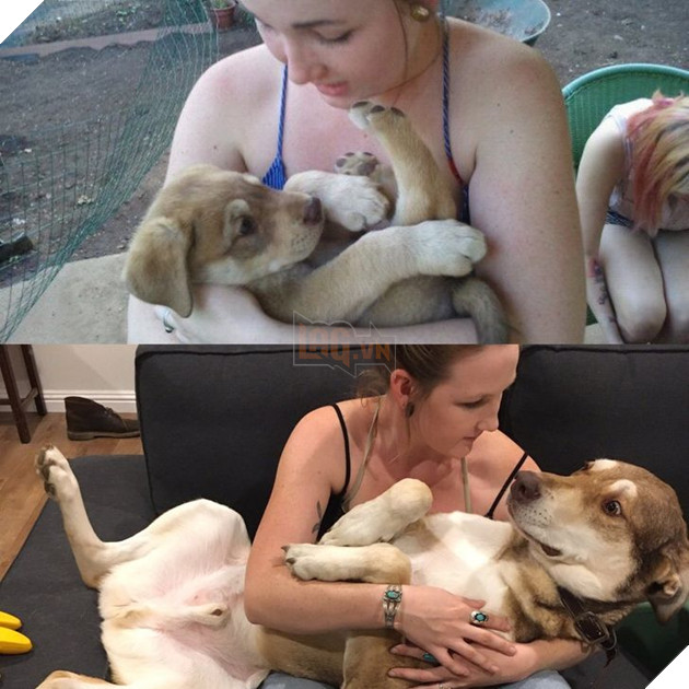 Hơn 20 thú cưng lớn lên thành những quả cầu khổng lồ của tình yêu