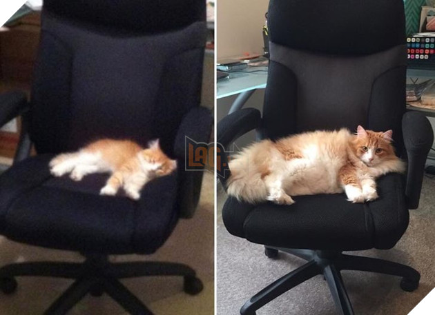 Hơn 20 thú cưng lớn lên thành những quả cầu khổng lồ của tình yêu