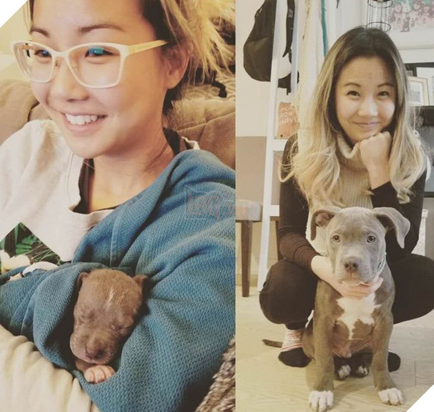 Hơn 20 thú cưng lớn lên thành những quả cầu khổng lồ của tình yêu