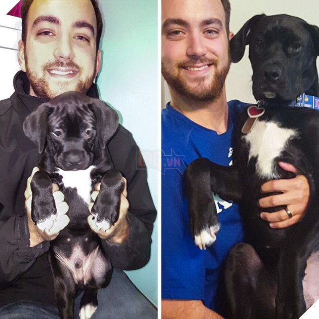 Hơn 20 thú cưng lớn lên thành những quả cầu khổng lồ của tình yêu