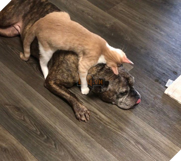 15+ bức ảnh chứng minh sự ủng hộ là điều quý giá nhất trong cuộc sống