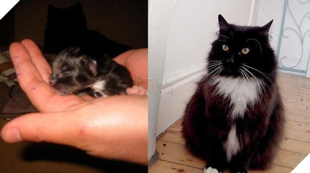 Hơn 20 thú cưng lớn lên thành những quả cầu khổng lồ của tình yêu