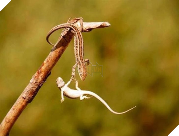 15+ bức ảnh chứng minh sự ủng hộ là điều quý giá nhất trong cuộc sống