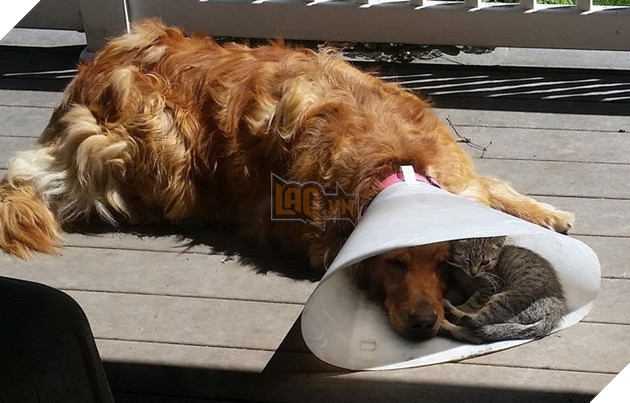 15+ bức ảnh chứng minh sự ủng hộ là điều quý giá nhất trong cuộc sống