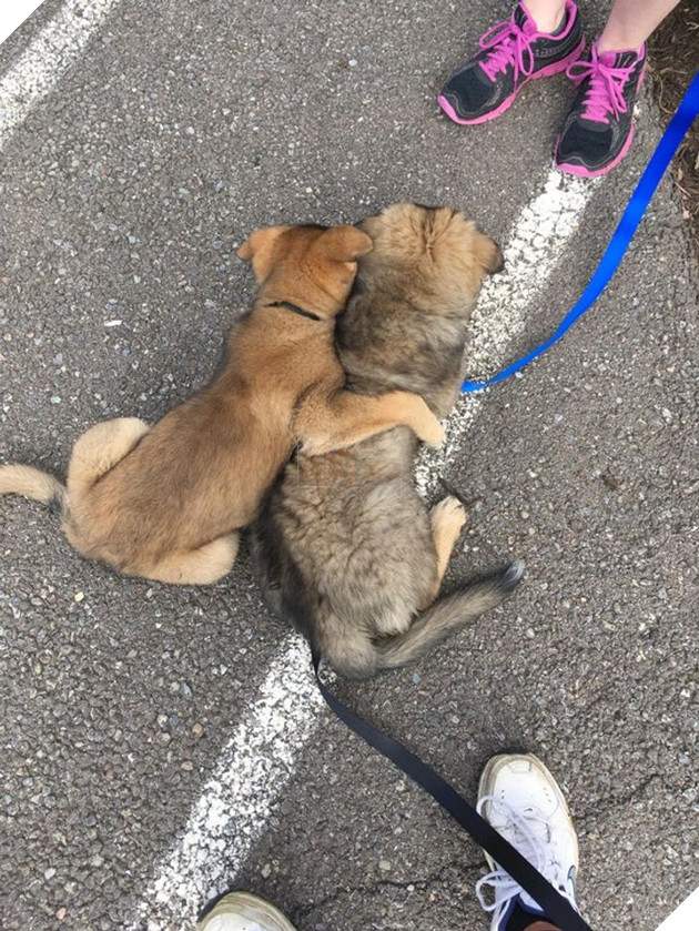 15+ bức ảnh chứng minh sự ủng hộ là điều quý giá nhất trong cuộc sống