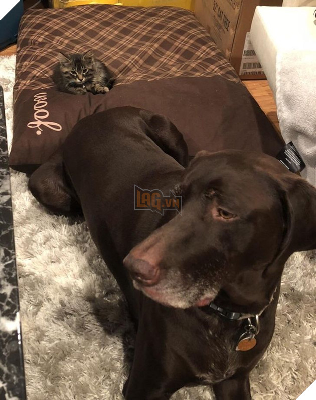 Đó là Smile O'Clock!  15 bức ảnh sẽ thúc đẩy tâm trạng của bạn trong một giây