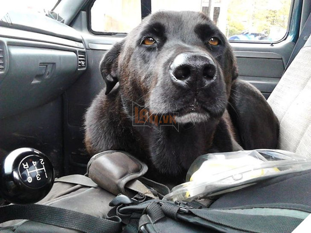 Ấm lòng với 20 hình ảnh các bé thú cưng đã tới tuổi xế chiều nhưng vẫn vô cùng yêu thương các sen 16