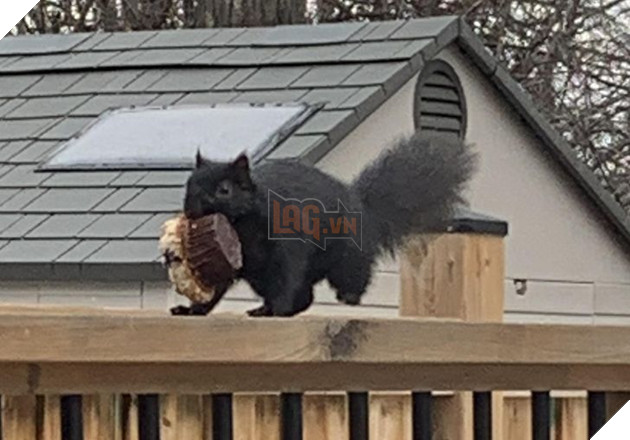 Đó là Smile O'Clock!  15 bức ảnh sẽ thúc đẩy tâm trạng của bạn trong một giây