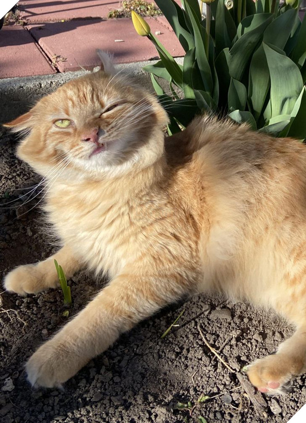 Đó là Smile O'Clock!  15 bức ảnh sẽ thúc đẩy tâm trạng của bạn trong một giây