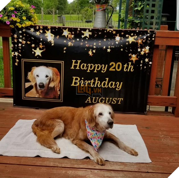 Ấm lòng với 20 hình ảnh các bé thú cưng đã tới tuổi xế chiều nhưng vẫn vô cùng yêu thương các sen