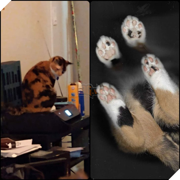 Đó là Smile O'Clock!  15 bức ảnh sẽ thúc đẩy tâm trạng của bạn trong một giây