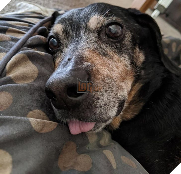 Ấm lòng với 20 hình ảnh các bé thú cưng đã tới tuổi xế chiều nhưng vẫn vô cùng yêu thương các sen 12