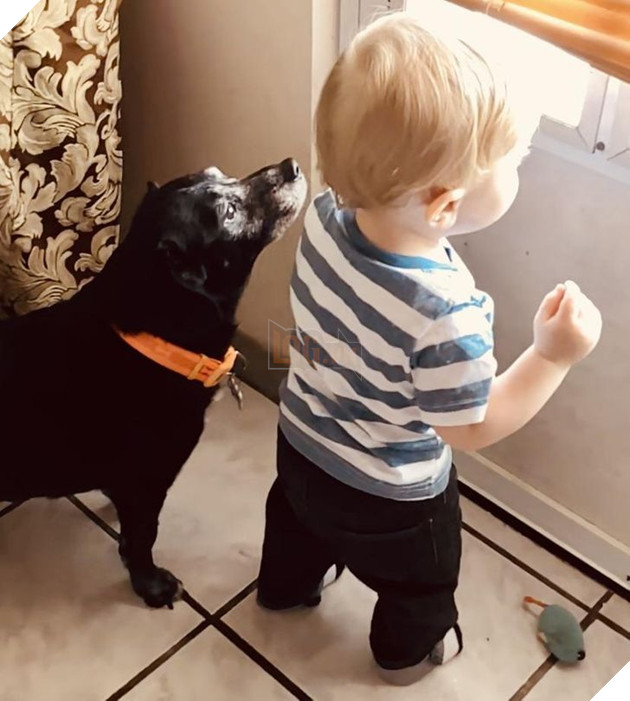 Ấm lòng với 20 hình ảnh các bé thú cưng đã tới tuổi xế chiều nhưng vẫn vô cùng yêu thương các sen 3