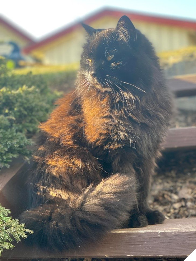 Ấm lòng với 20 hình ảnh các bé thú cưng đã tới tuổi xế chiều nhưng vẫn vô cùng yêu thương các sen 18