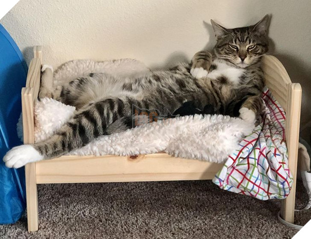 Đó là Smile O'Clock!  15 bức ảnh sẽ thúc đẩy tâm trạng của bạn trong một giây