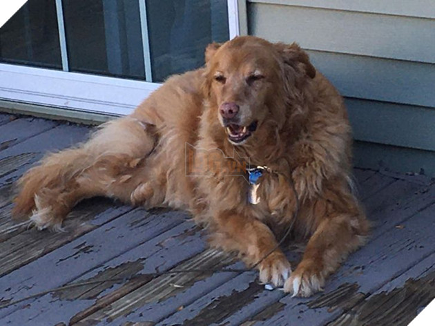 Ấm lòng với 20 hình ảnh các bé thú cưng đã tới tuổi xế chiều nhưng vẫn vô cùng yêu thương các sen 19