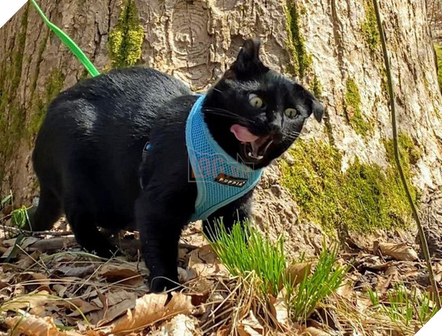 Đó là Smile O'Clock!  15 bức ảnh sẽ thúc đẩy tâm trạng của bạn trong một giây