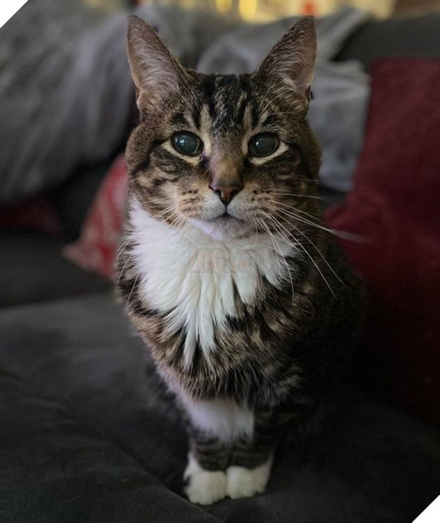 Ấm lòng với 20 hình ảnh các bé thú cưng đã tới tuổi xế chiều nhưng vẫn vô cùng yêu thương các sen 13