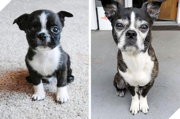 Ấm lòng với 20 hình ảnh các bé thú cưng đã tới tuổi xế chiều nhưng vẫn vô cùng yêu thương các sen 9