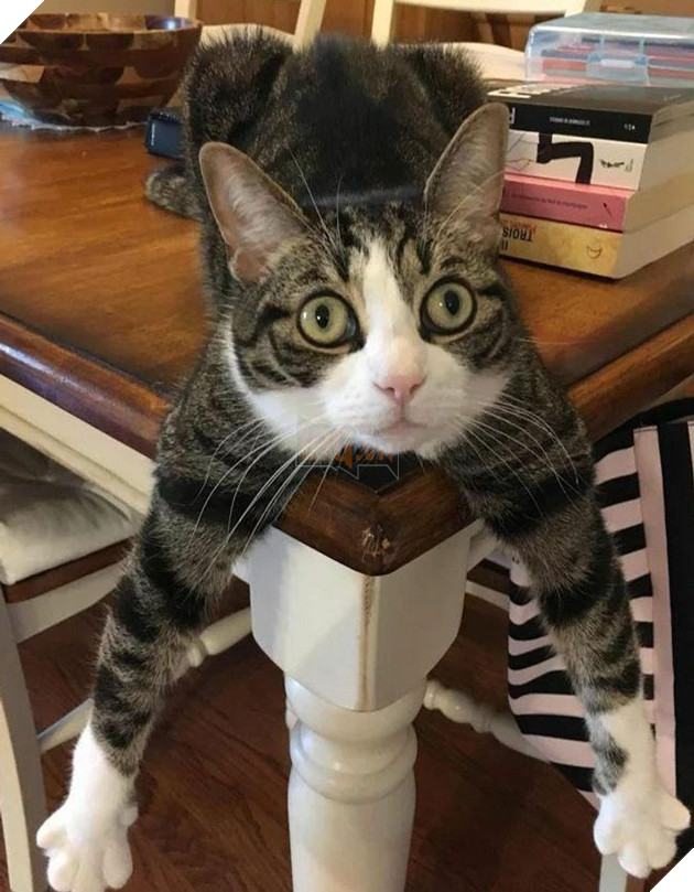 Đó là Smile O'Clock!  15 bức ảnh sẽ thúc đẩy tâm trạng của bạn trong một giây