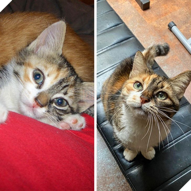 Ấm lòng với 20 hình ảnh các bé thú cưng đã tới tuổi xế chiều nhưng vẫn vô cùng yêu thương các sen 15